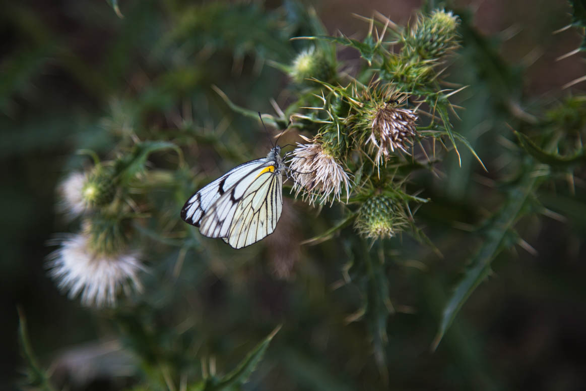 butterfly