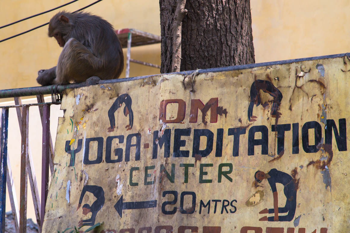 Yoga monkey