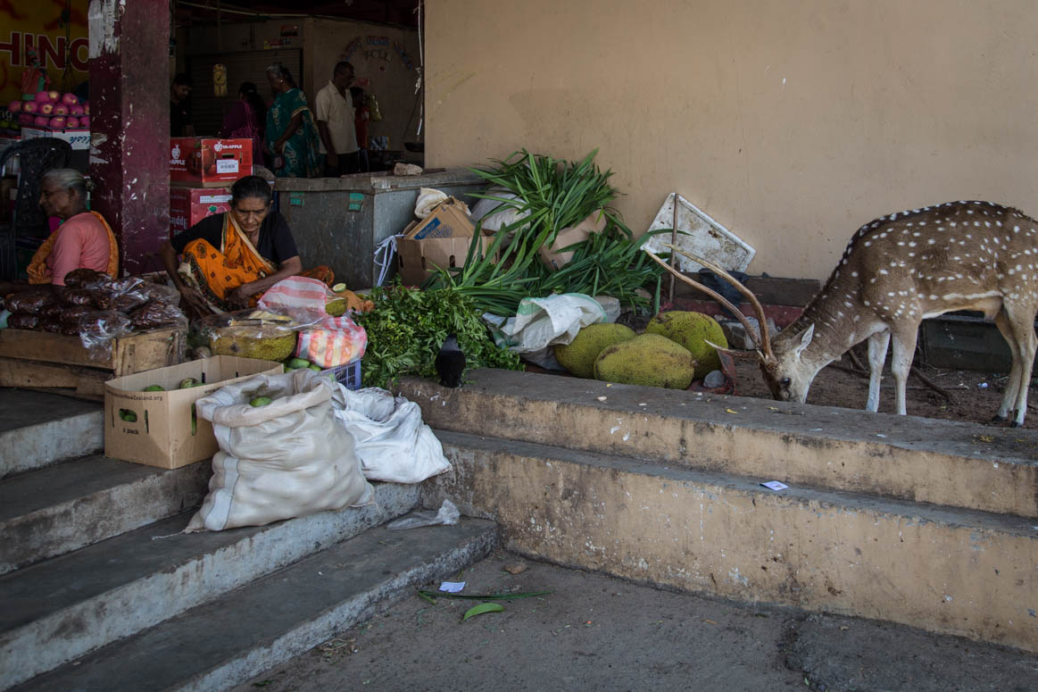 Trincomalee market