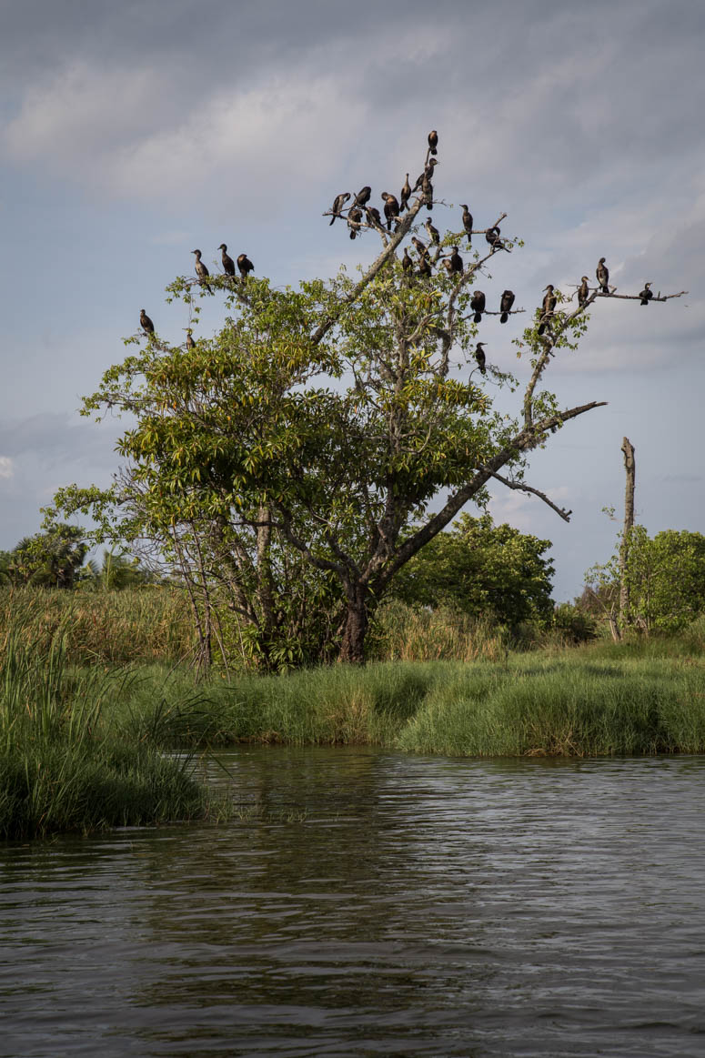 Birds in the tree