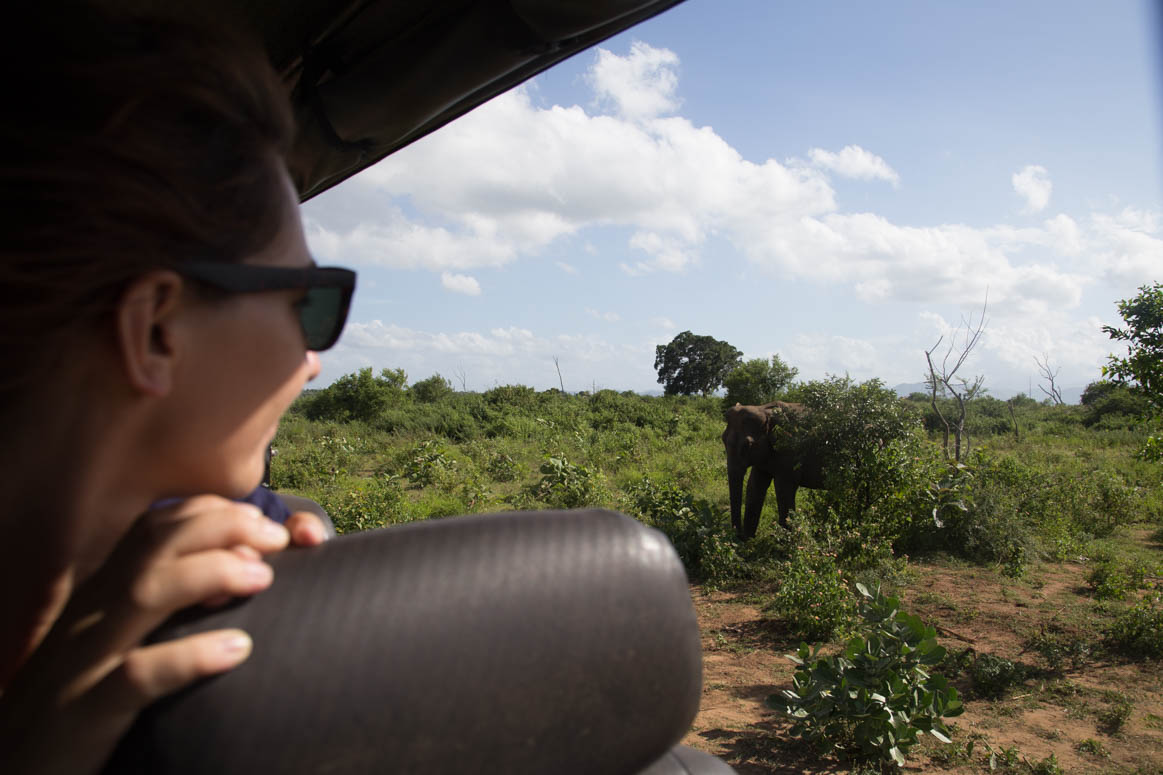 Elephant watching