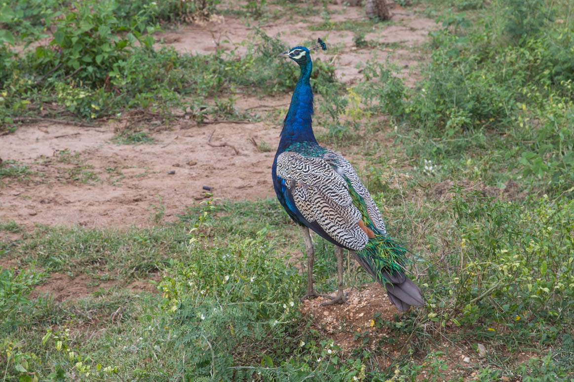 Peacock