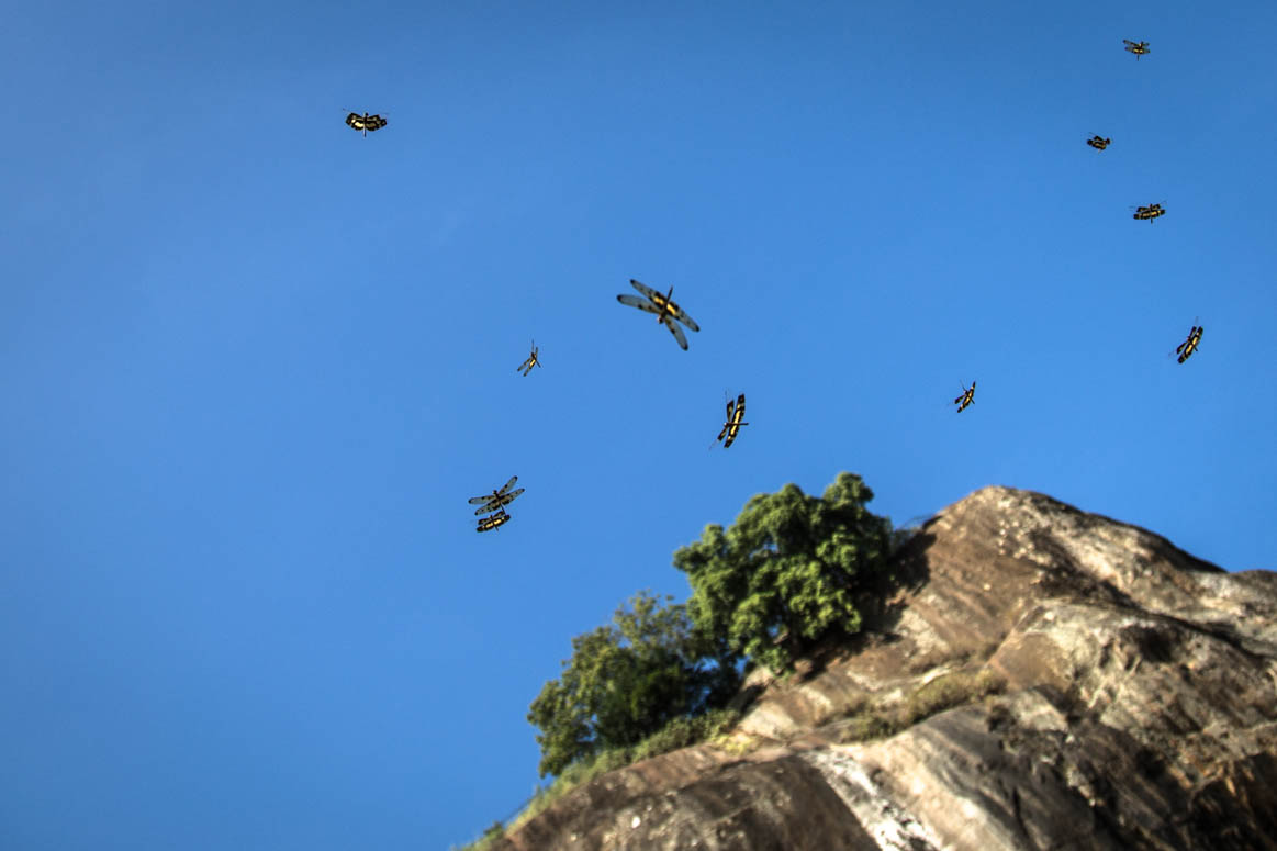 Libellen in Sigiriya