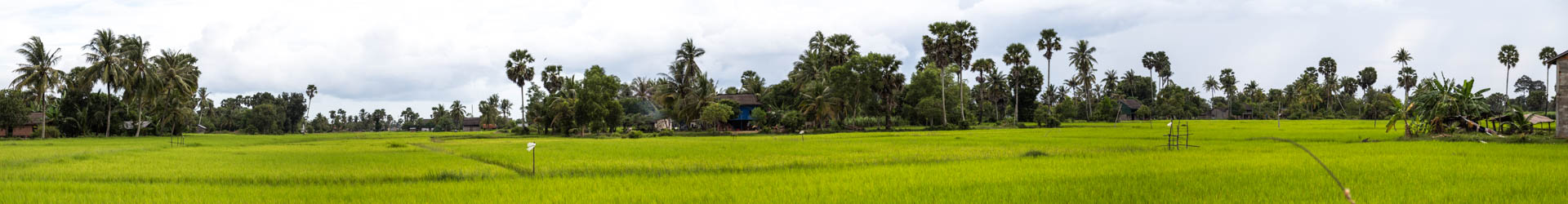 Reisplantagen in Kampot