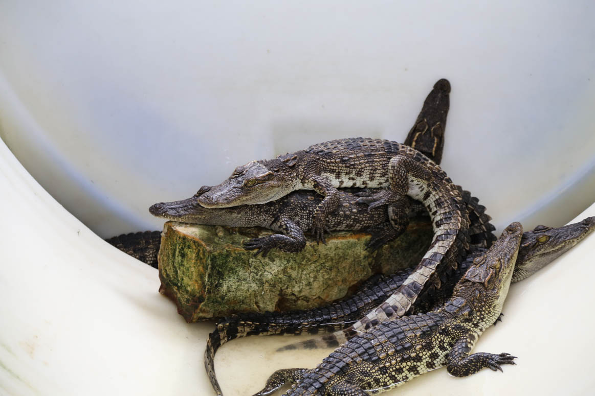 crocos at the Koh Kong Turtle Sanctuary