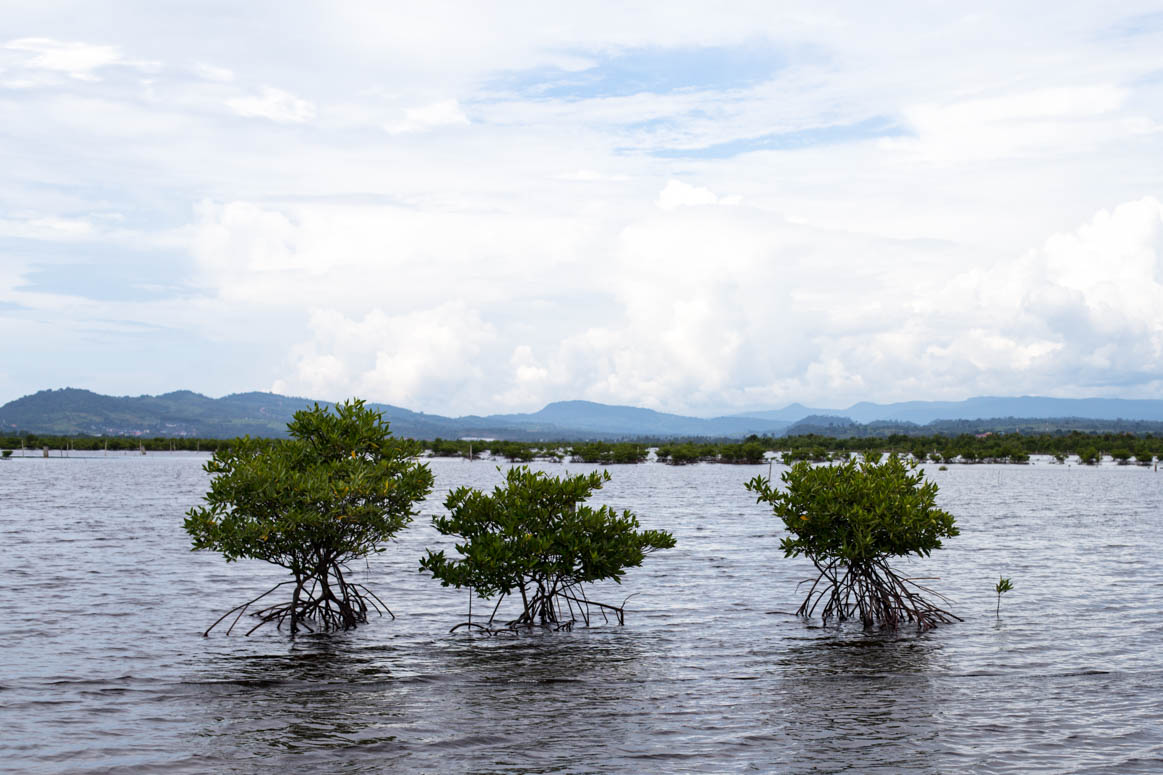 Nature in Koh Kong