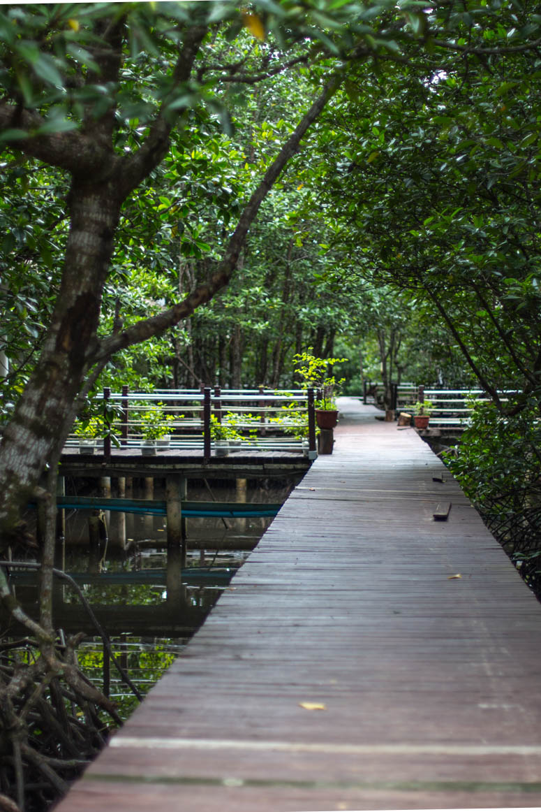 Mangrove forest at Koh Kong