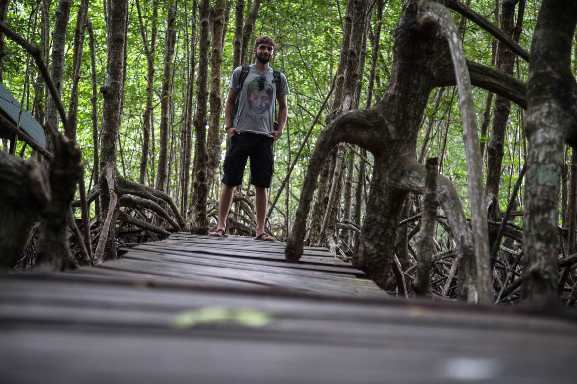 Mangrove forest path