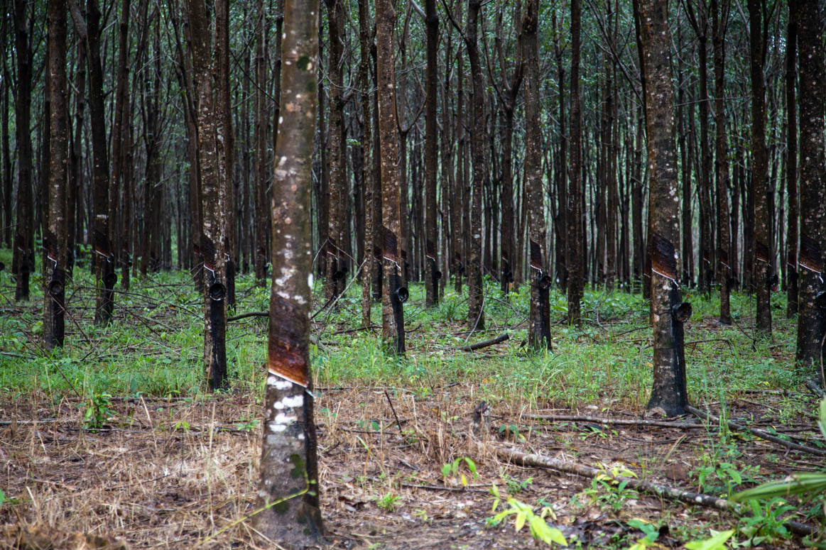 Rubber farms on the way