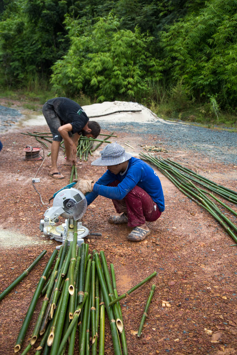 cutting bamboo