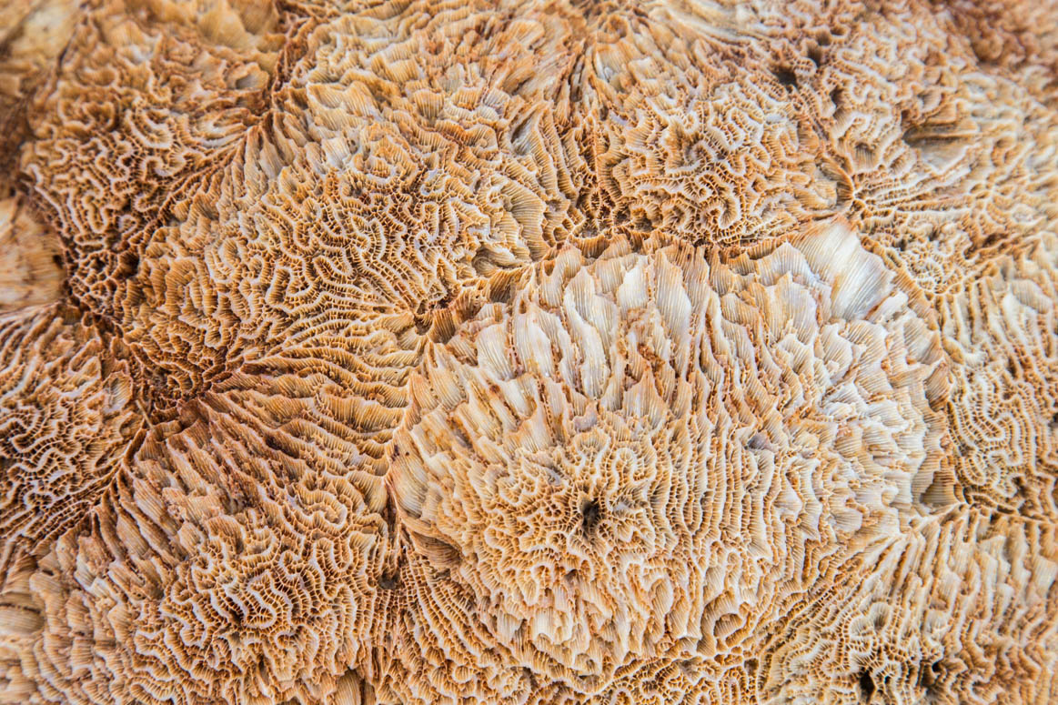 Korallenfund