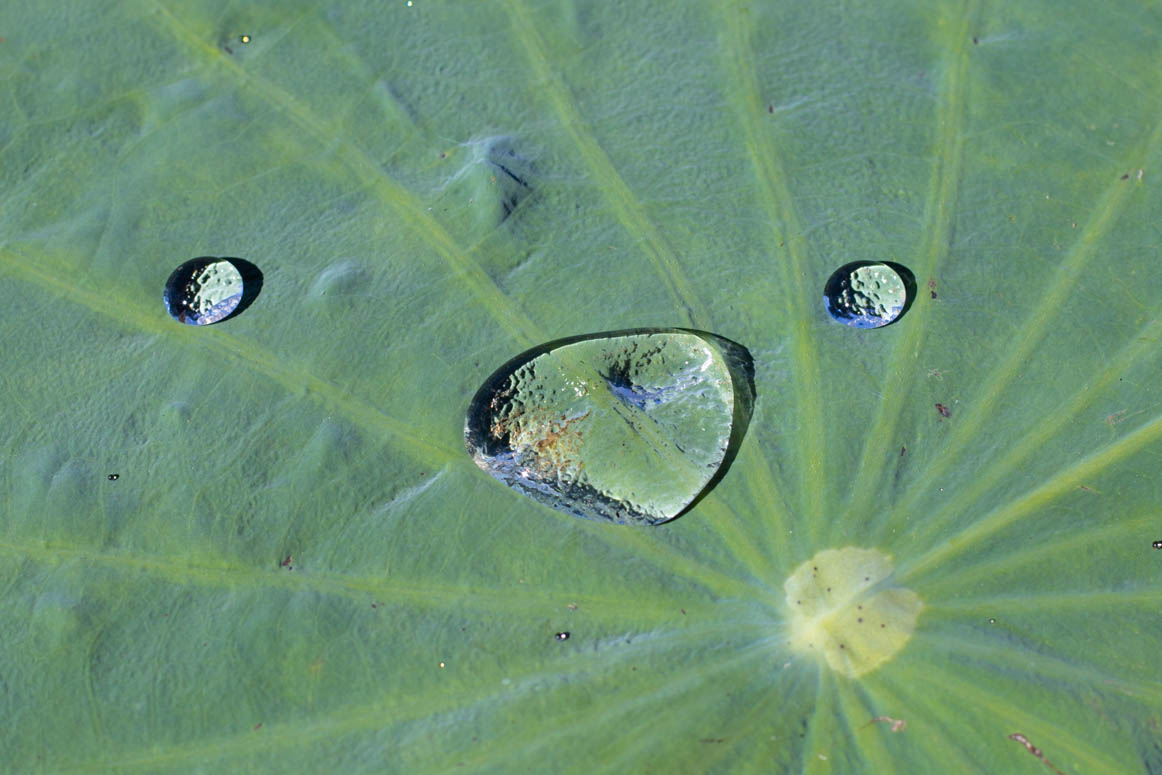 Wassertropfen auf Lotusblatt