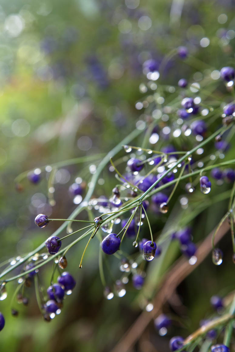 blaue Beeren isst man nicht.