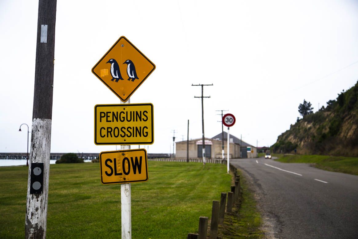 Pinguine gesichtet